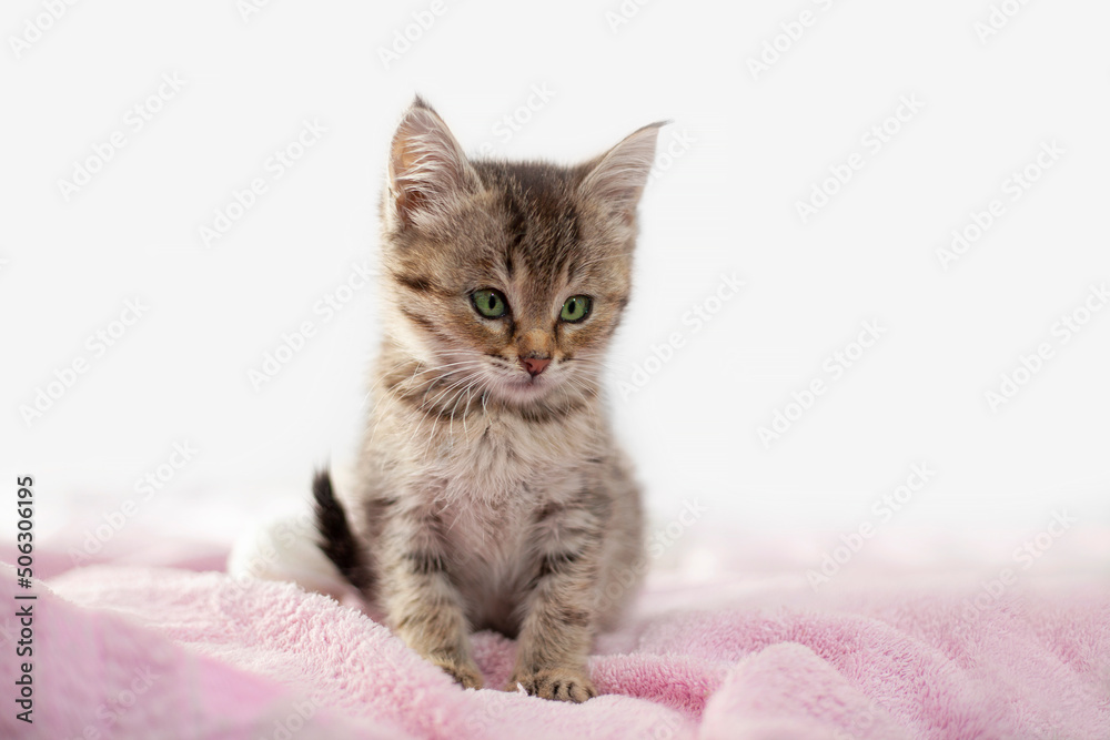 A small striped curious kitten with green eyes is sitting on a pink blanket. Place for text