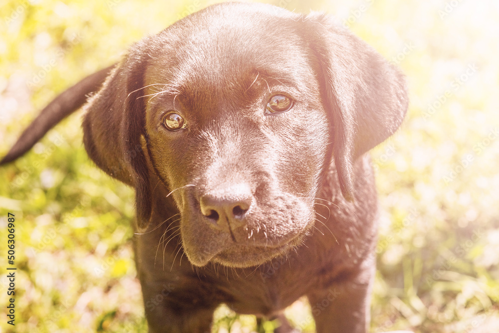 Labrador puppy on a background of green grass. Portrait of a black dog. Labrador puppy on a background of green grass. Portrait of a black dog.