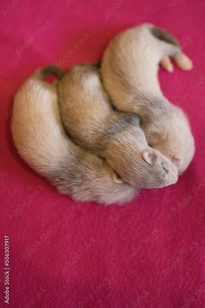 Ferret three weeks old baby on pink blanket background in studio Ferret three weeks old baby on pink blanket background in studio