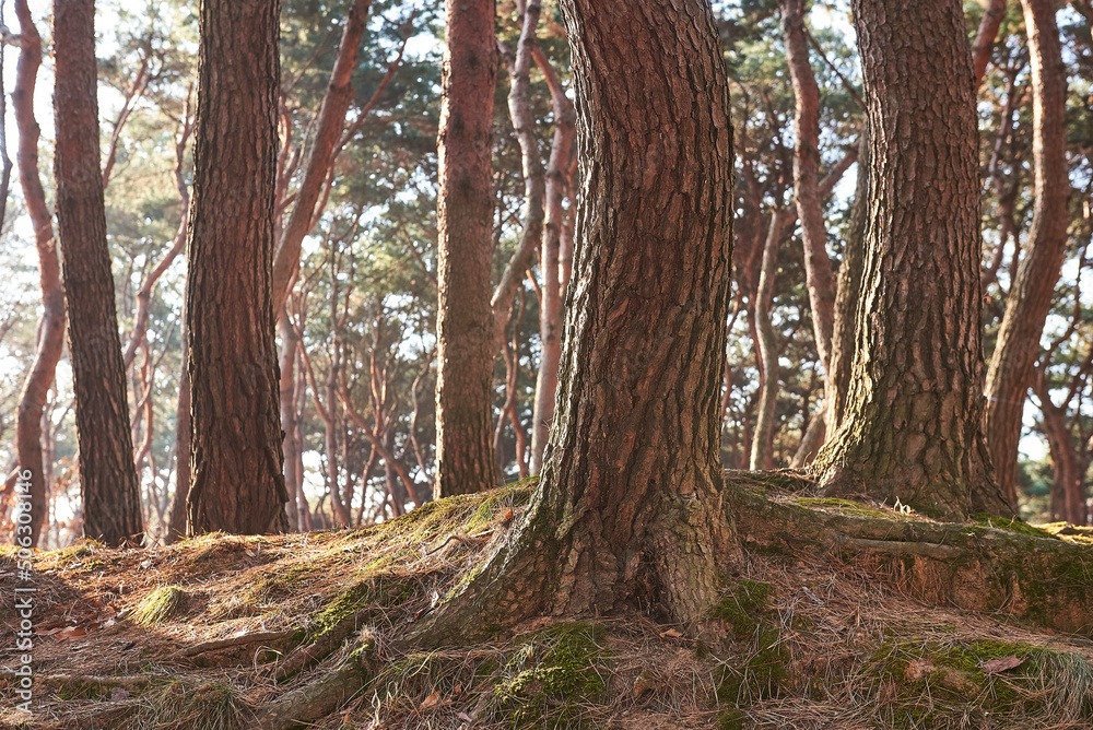 Dense pine forest. Yungneung and Geolleung Royal Tombs is the tomb of the king of the Joseon Dynasty.
