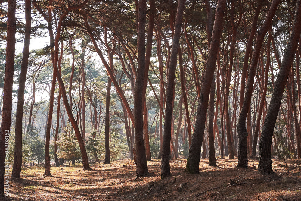 Fototapeta premium Yungneung and Geolleung Royal Tombs is the tomb of the king of the Joseon Dynasty. 