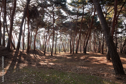 Obraz na płótnie Yungneung and Geolleung Royal Tombs is the tomb of the king of the Joseon Dynasty.
w salonie