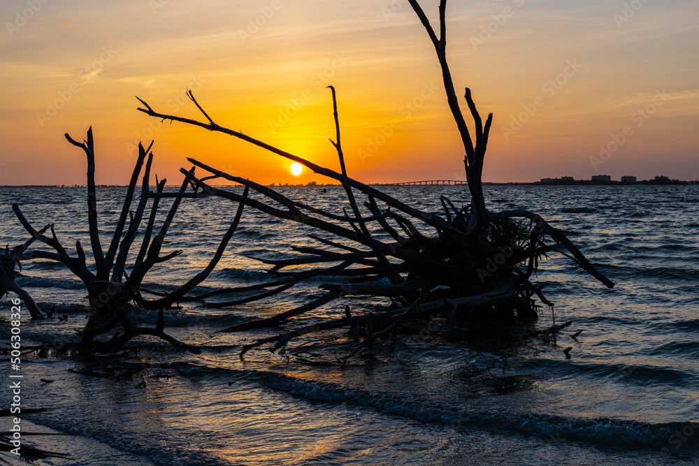 Ghost Tree on Bowditch Point Beach, Fort Myers Beach, Florida, USA