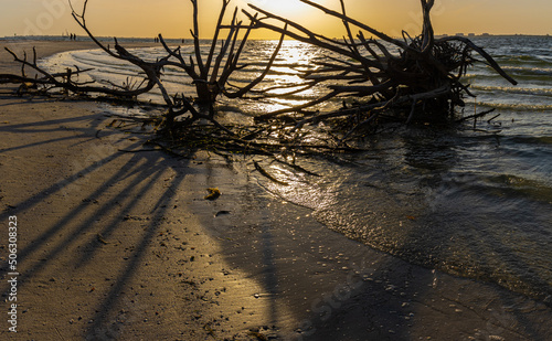 Ghost Tree on Bowditch Point Beach, Fort Myers Beach, Florida, USA