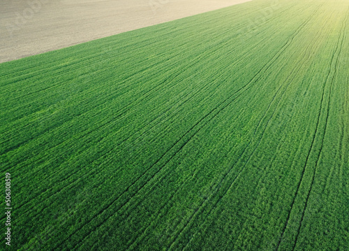 Aerial photography of young wheat field and arable crop land © MysteryShot
