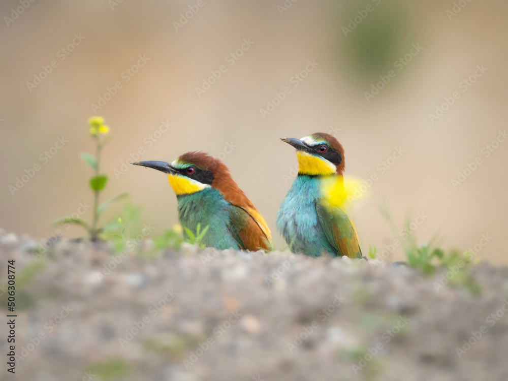 bee eater bird