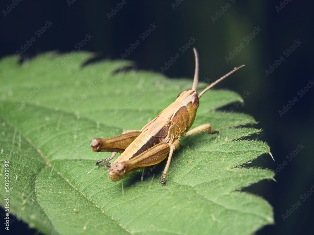 grasshopper on a leaf grasshopper on a leaf