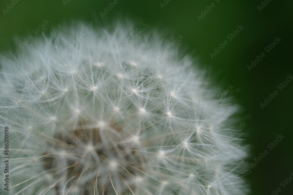 Fototapeta premium Close up macro image of dandelion seed heads with delicate lace-like patterns. Detail shot of closed bud of a dandelion in green grass.