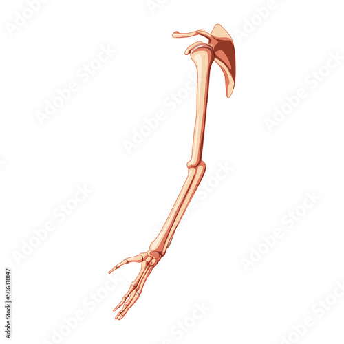 Upper limb Arm with Shoulder girdle Skeleton Human side lateral view. Anatomically correct hands clavicle, scapula realistic flat natural color concept Vector illustration isolated on white background