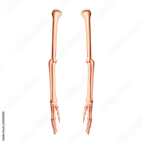 Arms Skeleton Human side lateral view. Set of hands, forearms, humerus, ulna, radius, phalanges 3D realistic flat natural color concept Vector illustration of anatomy isolated on white background