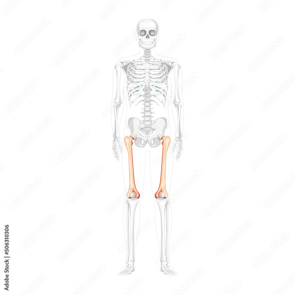 Skeleton femur thigh bone Human front Anterior ventral view with partly transparent bones position. Set of 3D realistic flat natural color Vector illustration of anatomy isolated on white background Skeleton femur thigh bone Human front Anterior ventral view with partly transparent bones position. Set of 3D realistic flat natural color Vector illustration of anatomy isolated on white background