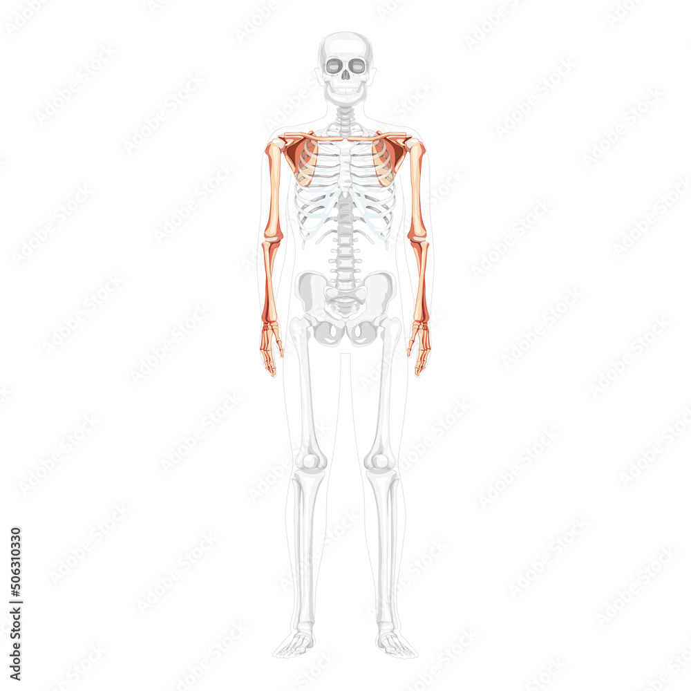 Skeleton upper limb Arms with Shoulder girdle Human front view with partly transparent bones position. Anatomically correct hands, scapula, forearms realistic flat Vector illustration isolated