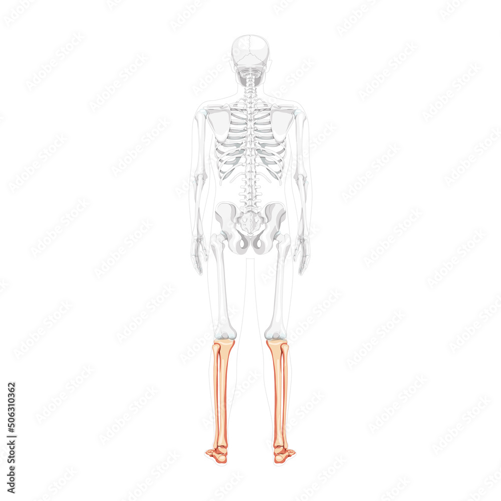 Skeleton leg tibia, fibula, Foot, ankle Human back Posterior dorsal view with partly transparent bones position. Anatomically correct realistic flat natural color concept Vector illustration isolated