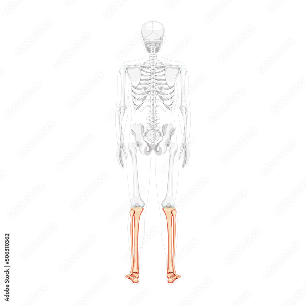 Skeleton leg tibia, fibula, Foot, ankle Human back Posterior dorsal view with partly transparent bones position. Anatomically correct realistic flat natural color concept Vector illustration isolated Skeleton leg tibia, fibula, Foot, ankle Human back Posterior dorsal view with partly transparent bones position. Anatomically correct realistic flat natural color concept Vector illustration isolated
