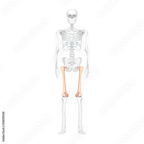 Skeleton femur thigh bone Human front Anterior ventral view with partly transparent bones position. Set of 3D realistic flat natural color Vector illustration of anatomy isolated on white background