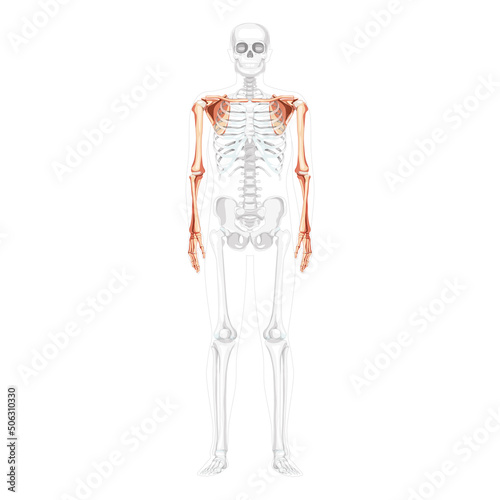Skeleton upper limb Arms with Shoulder girdle Human front view with partly transparent bones position. Anatomically correct hands, scapula, forearms realistic flat Vector illustration isolated