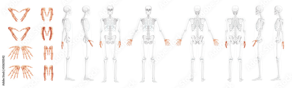 Set of Skeleton Hands Human front back side view with partly transparent bones position. Carpals, wrist, metacarpals, phalanges. 3D realistic flat natural color Vector illustration of anatomy isolated Set of Skeleton Hands Human front back side view with partly transparent bones position. Carpals, wrist, metacarpals, phalanges. 3D realistic flat natural color Vector illustration of anatomy isolated