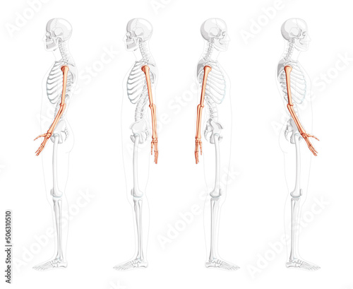 Skeleton Arms Human lateral side view with partly transparent bones position. Anatomically correct hands, forearms realistic flat natural color concept Vector illustration isolated on white background