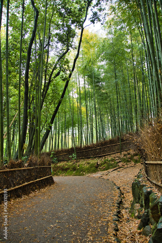 An alley in the bamboo forest. Arashiyama Kyoto Japan 