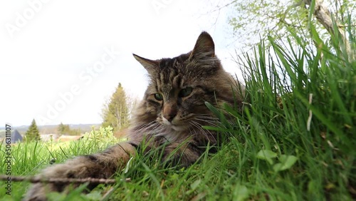 Lustiges Weitwinkel Video von einer spielenden Norwegischen Waldkatze photo