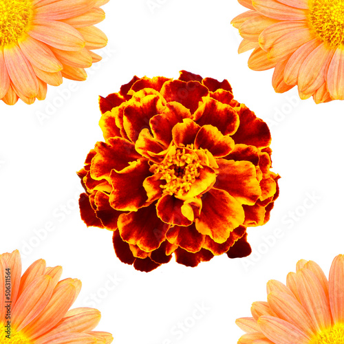 Fototapeta Naklejka Na Ścianę i Meble -  Marigolds and chrysanthemum isolated seamless pattern. Tagetes and Dendranthema isoalated on a white background. Flowers seamless pattern.