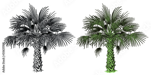 Tropical Palm Tree Vector Art