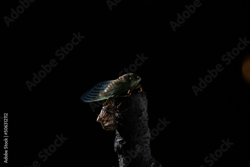North American cicada right after molting photo