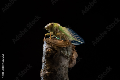 North American cicada (Magicicada) molting and emerging from its exoskeleton. photo
