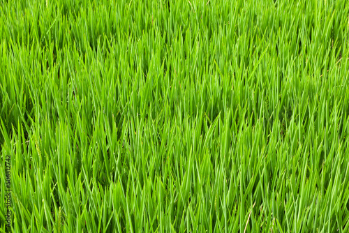 real green grass texture background