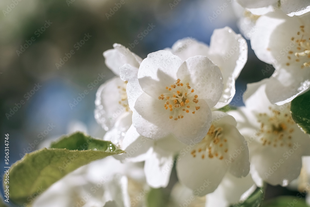 Jasmine. Flowers. Plant. Flowering plants. Spring. Jasmine. Flowers. Plant. Flowering plants. Spring.