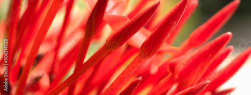 BANNER Macro abstract real beauty nature cute background. Small bright red buds petals bloom of Santan Ixora Jungle Geranium flower garden plant, sharp needles. Floral botanic design decor More stock