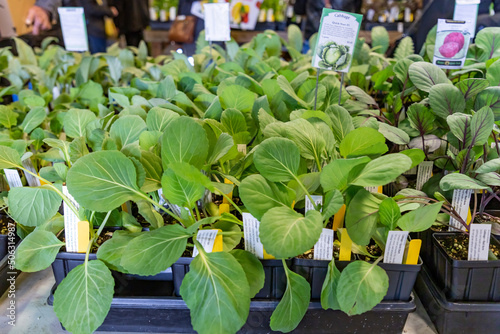 Mt. Vernon, WA - USA - 05/07/2022: Master Gardners Plant Sale Veggie Starts photo