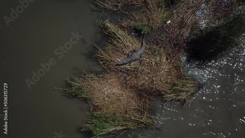 Large Nile Crocodile is resting on grassy spot, Lake Chamo, Ethiopia, Africa. Wild animal scene - aerial drone photo