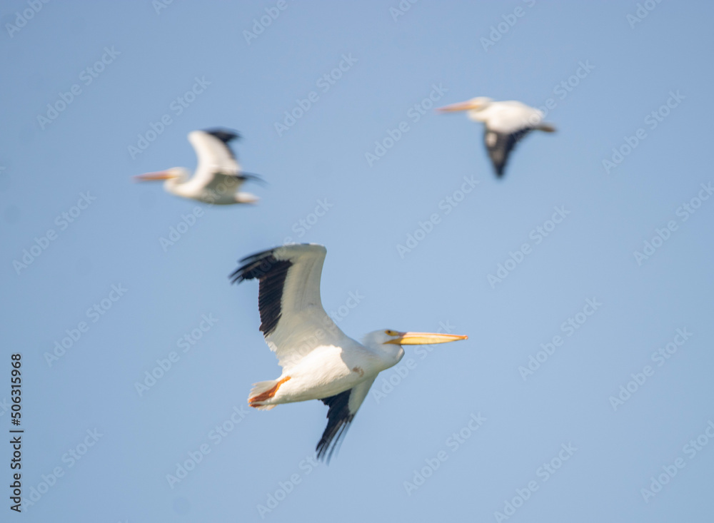 Pelican in flight Pelican in flight