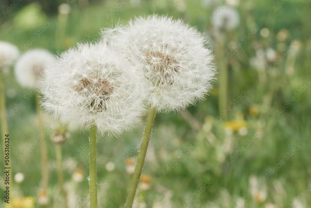 Two dandelion seed heads next to each other. 