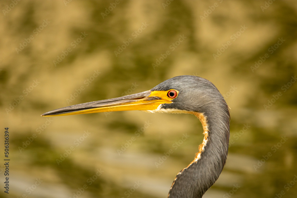 great blue heron great blue heron
