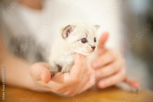 手のひらの白い子猫 赤ちゃん ペット