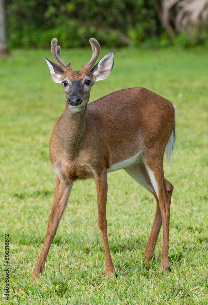 white deer