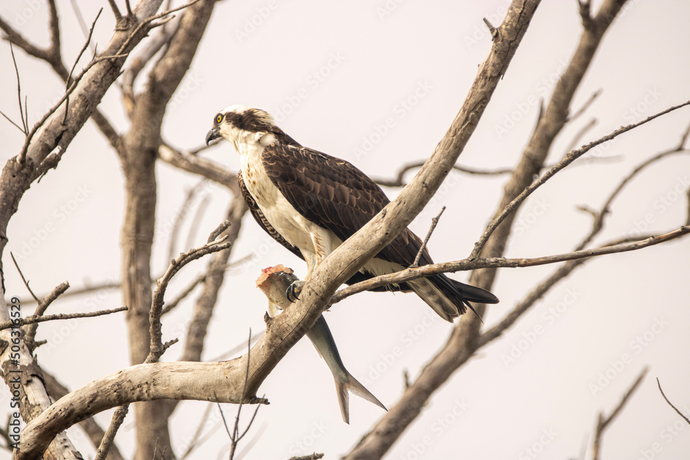 Osprey Osprey