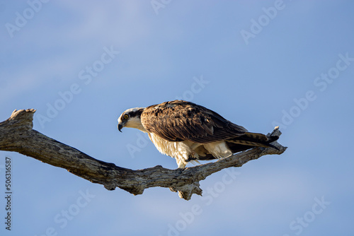 Osprey 