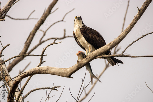 Osprey feeding 