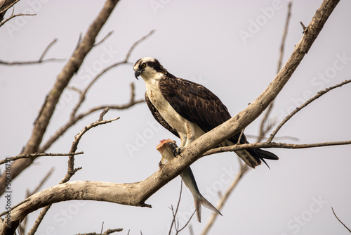 Osprey with a fish 