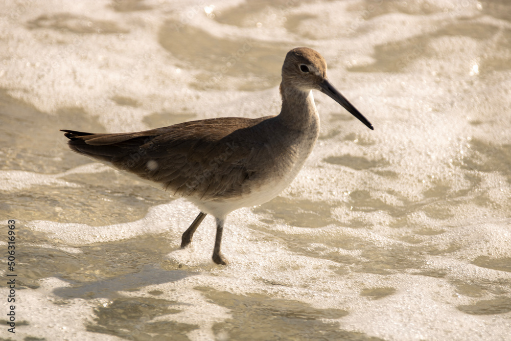Obraz premium shorebird on the beach