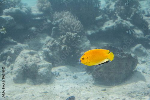 Threespot Angelfish  Apolemichthys trimaculatus  in pacific water  Palau  Pacific ocean