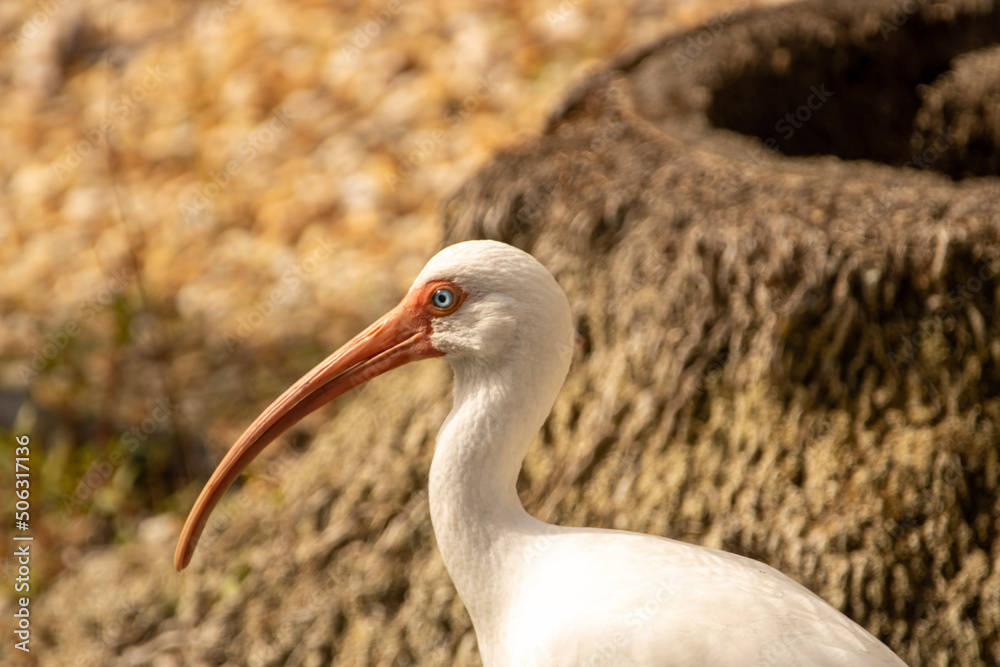 Fototapeta premium white ibis in florida