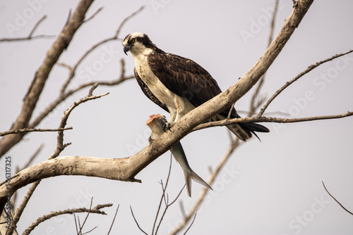 Osprey eating a fish