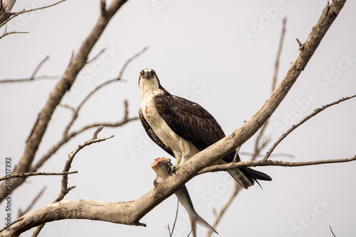 Osprey with a fish