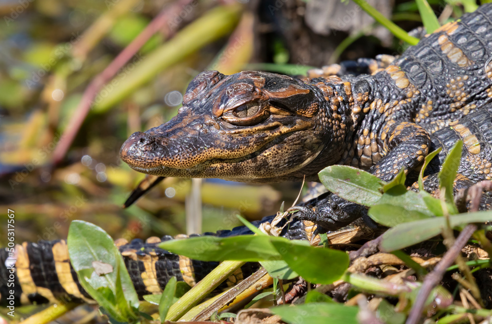Baby american alligator at Brazos Bend State Park Baby american alligator at Brazos Bend State Park