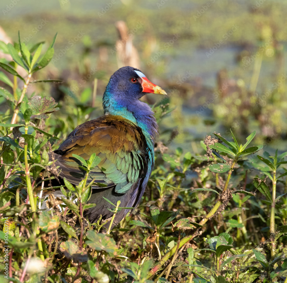 Fototapeta premium Purple gallinule (Porphyrio martinicus) in a forest swamp, Brazos Bend State Park, Texas, USA