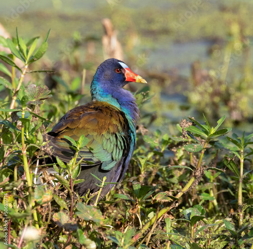 Purple gallinule (Porphyrio martinicus) in a forest swamp, Brazos Bend State Park, Texas, USA